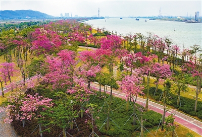 7500余株美丽异木棉绚烂绽放横琴花海长廊成为市民游客冬日赏花好去处